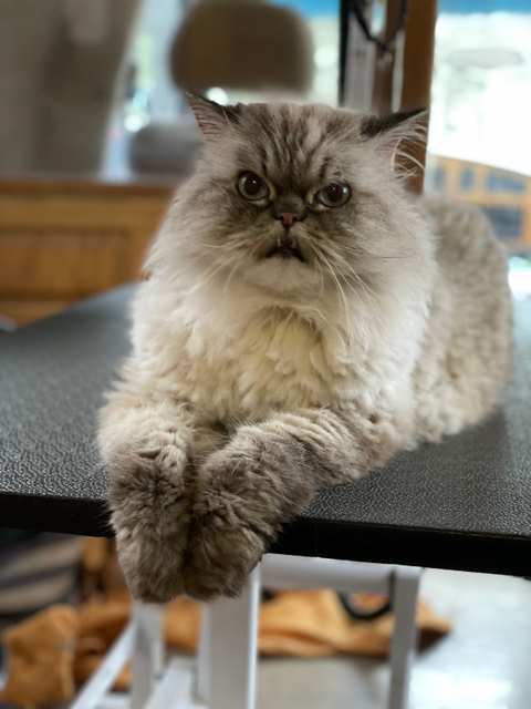 The Elegant Pet llc — photo 2