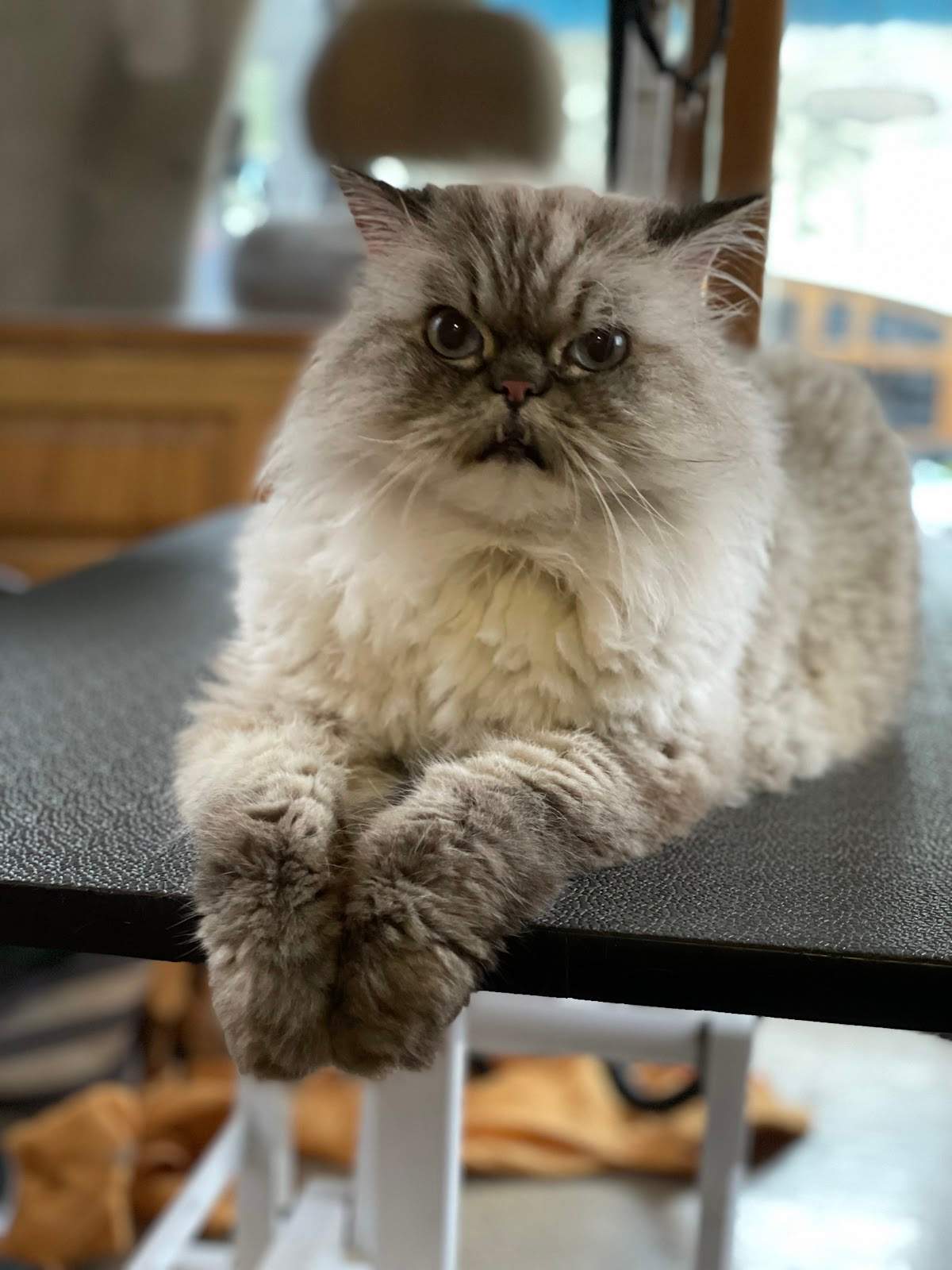 The Elegant Pet llc — photo 2