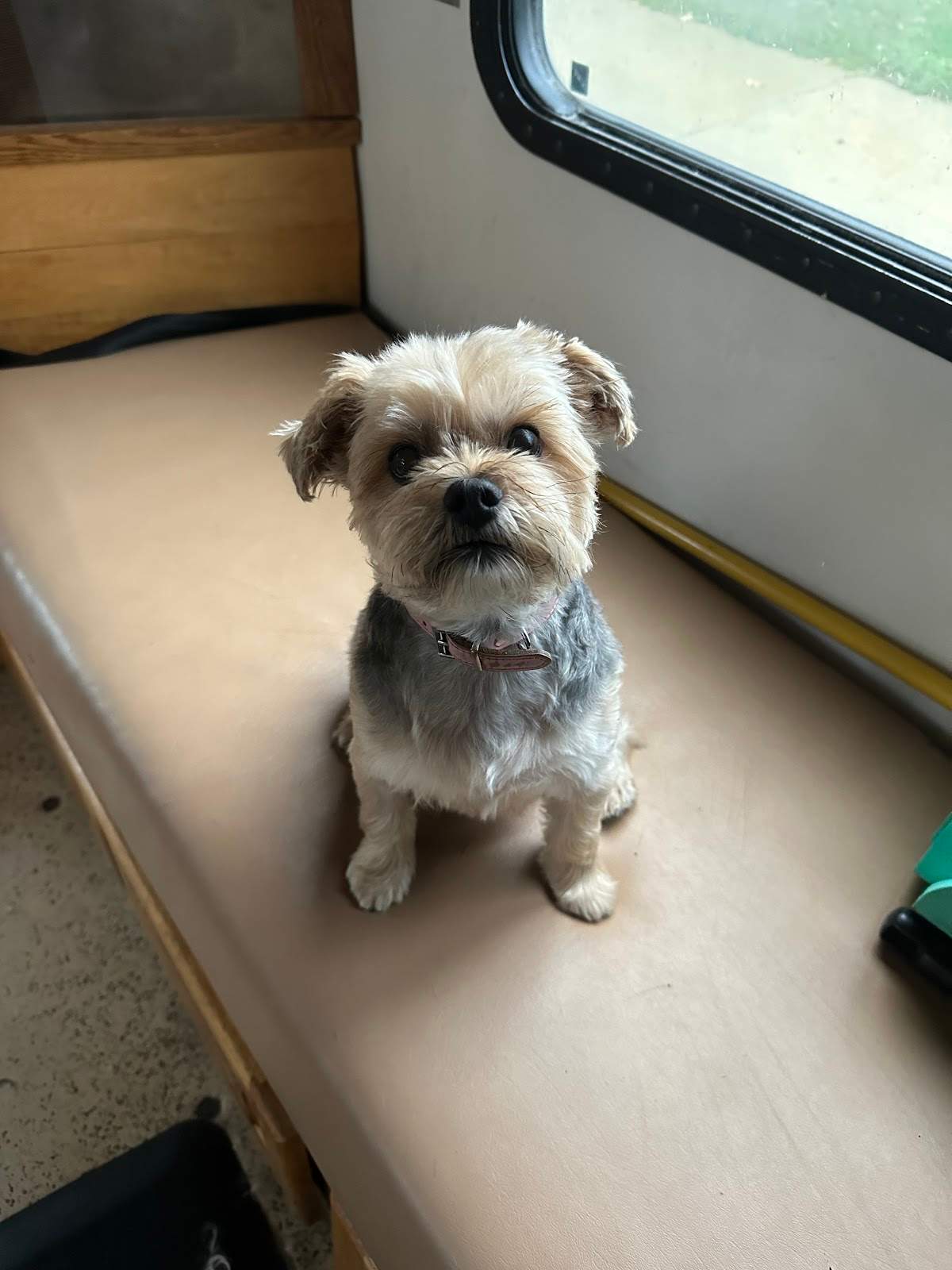 The Elegant Pet llc — photo 3