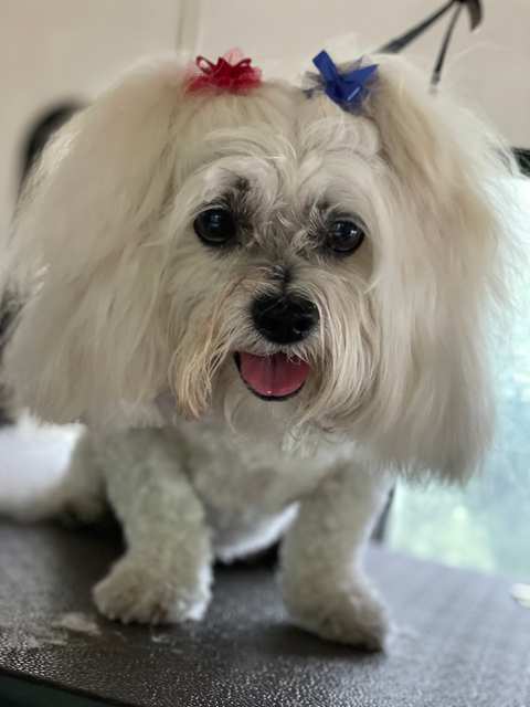 The Elegant Pet llc — photo 4