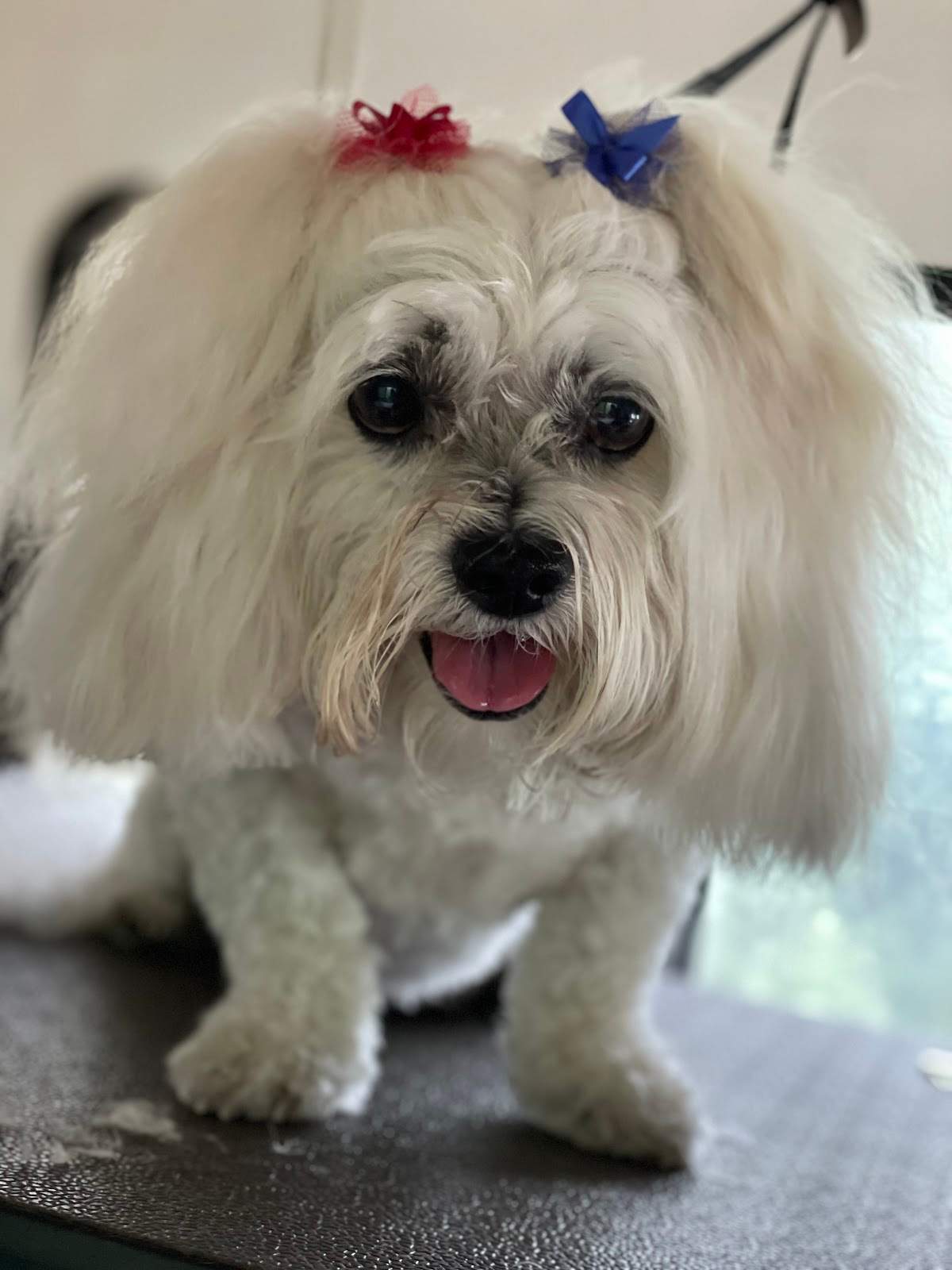 The Elegant Pet llc — photo 4