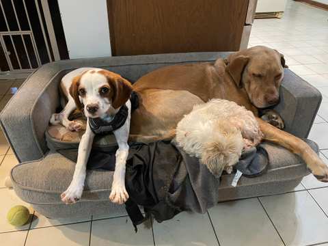 The Elegant Pet llc — photo 5