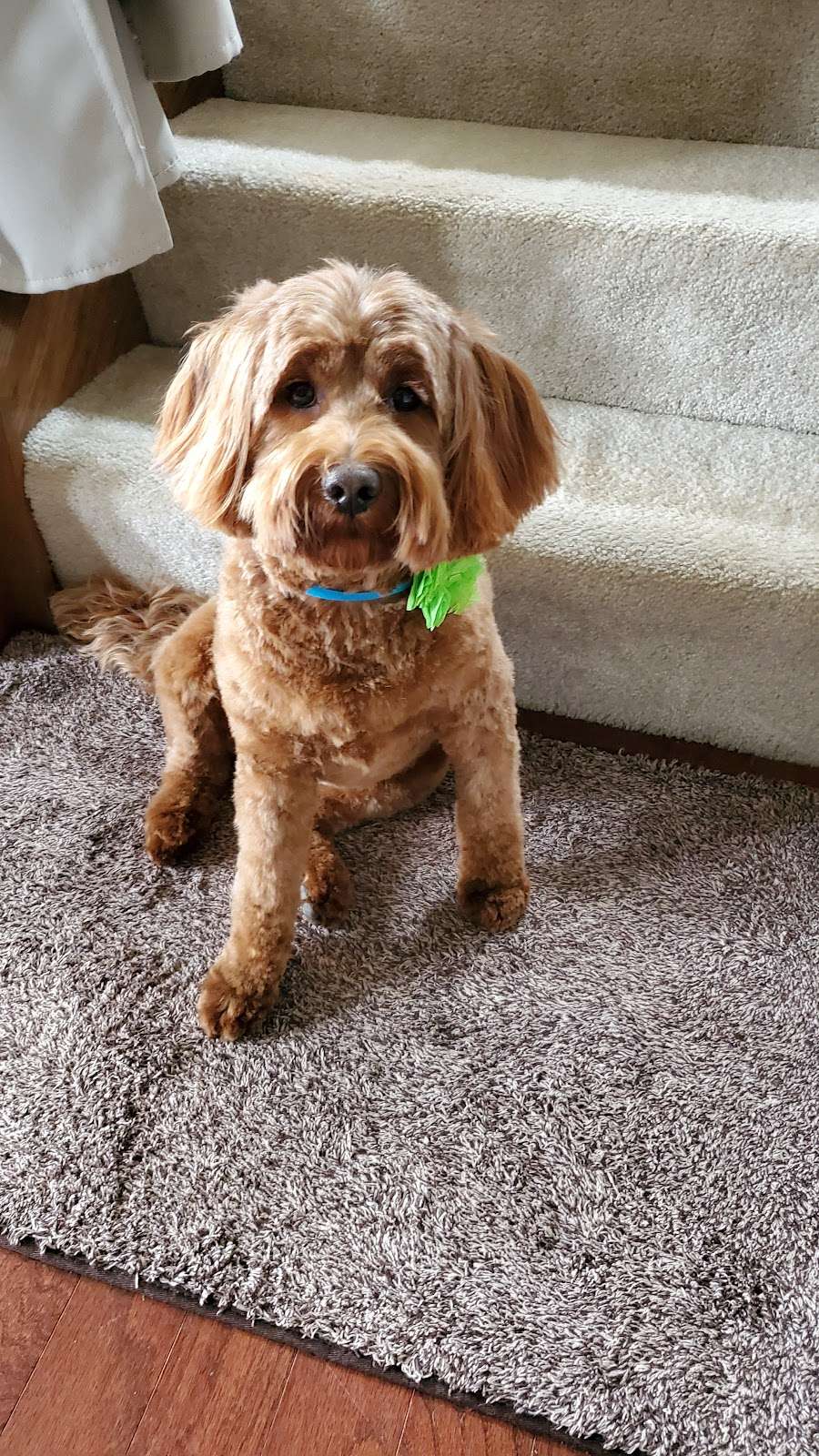 Pretty Paws Pet Grooming