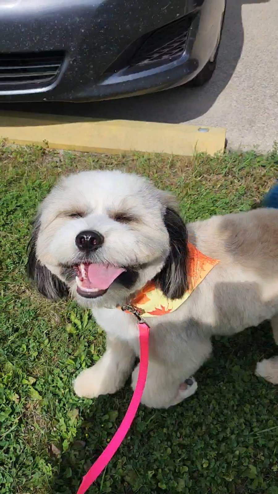 Pretty Paws Pet Grooming — photo 2