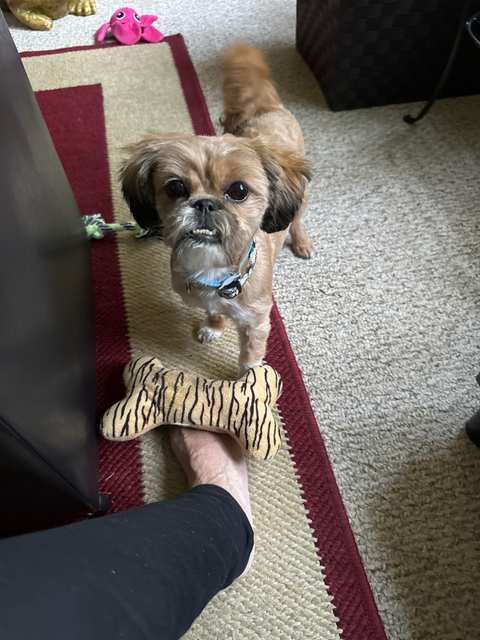 Pretty Paws Pet Grooming — photo 3