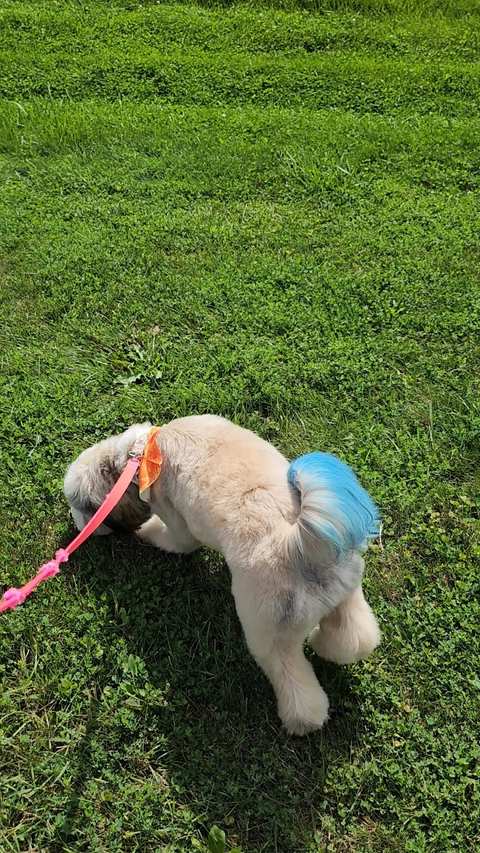 Pretty Paws Pet Grooming — photo 4