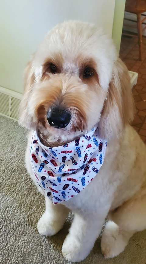 Pretty Paws Pet Grooming — photo 5