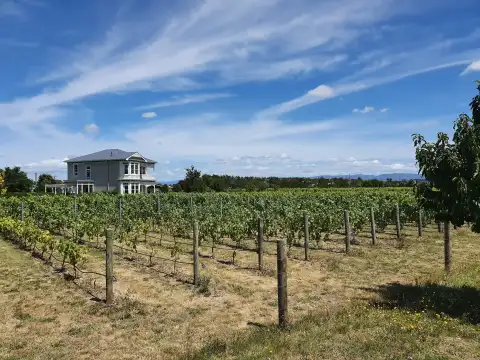 Cambridge Road Vineyard - Martinborough — photo 2