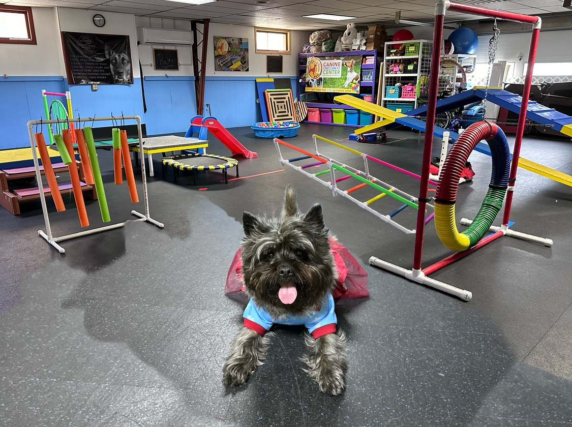 Canine Enrichment Center — photo 1