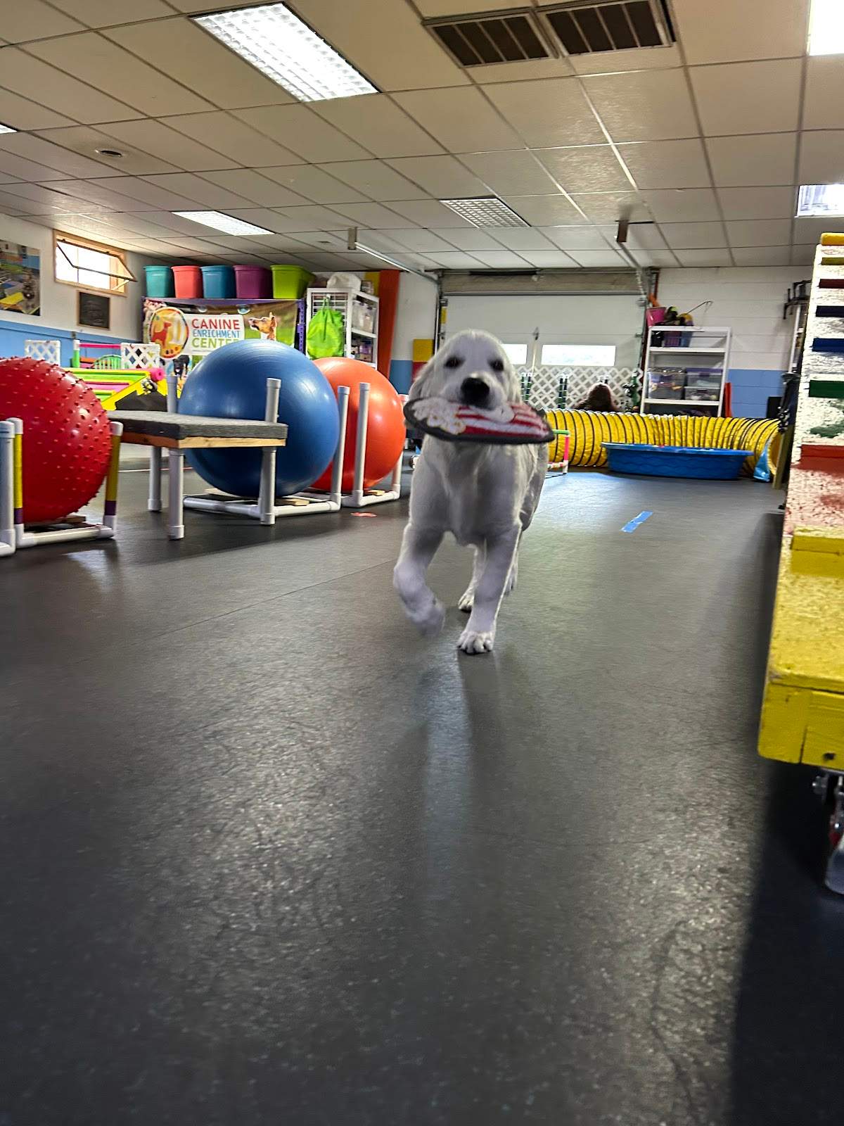 Canine Enrichment Center — photo 2