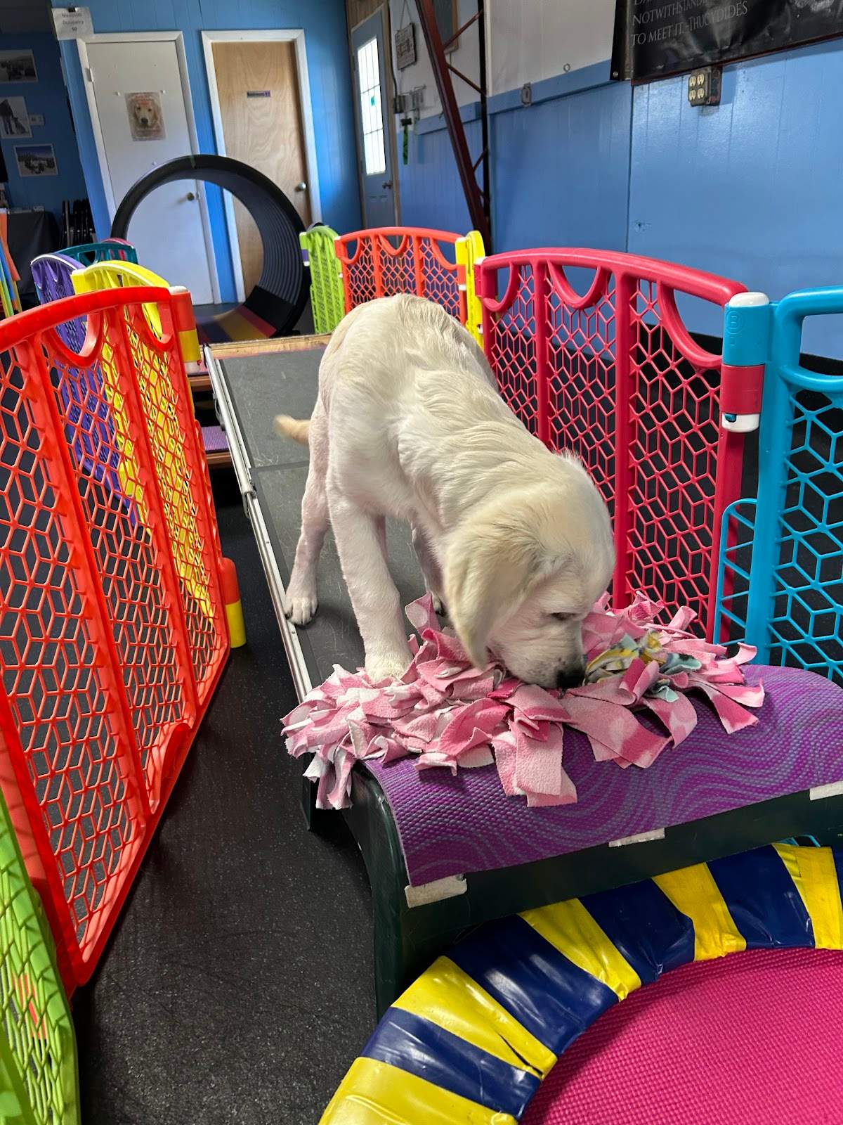 Canine Enrichment Center — photo 4