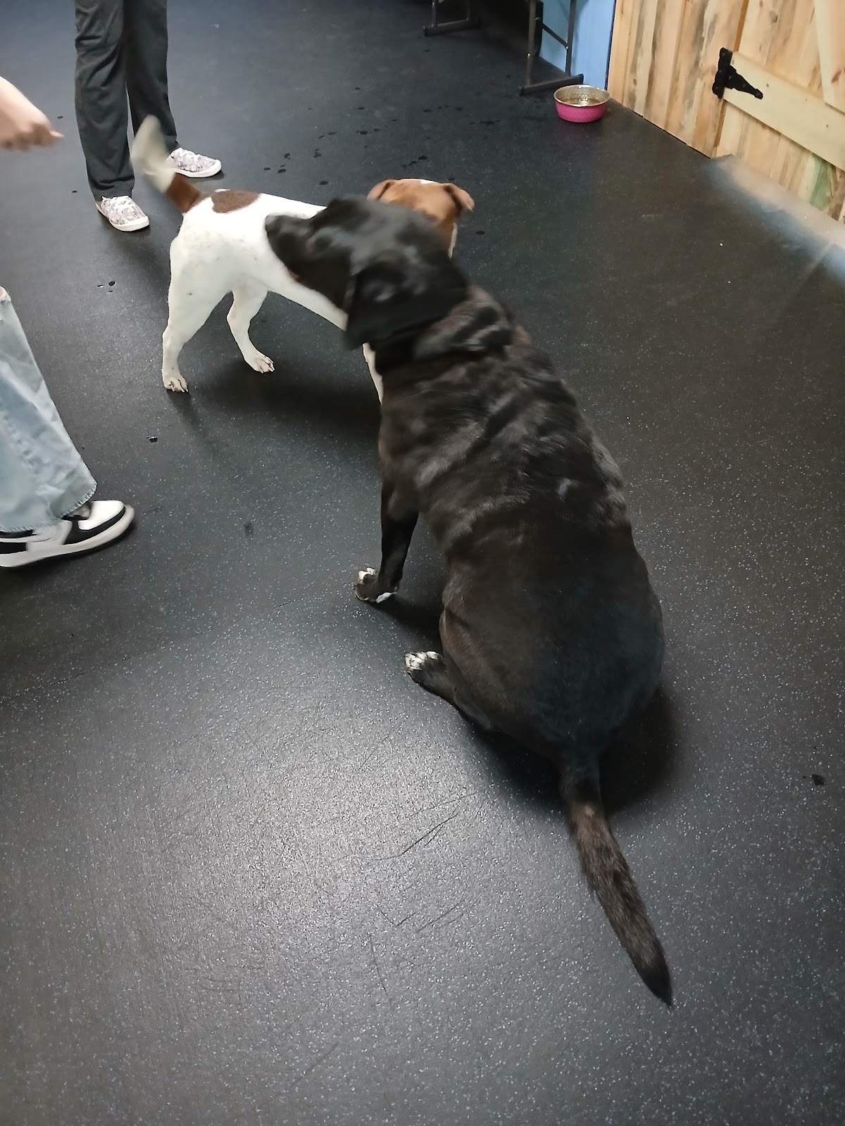 Canine Enrichment Center — photo 5