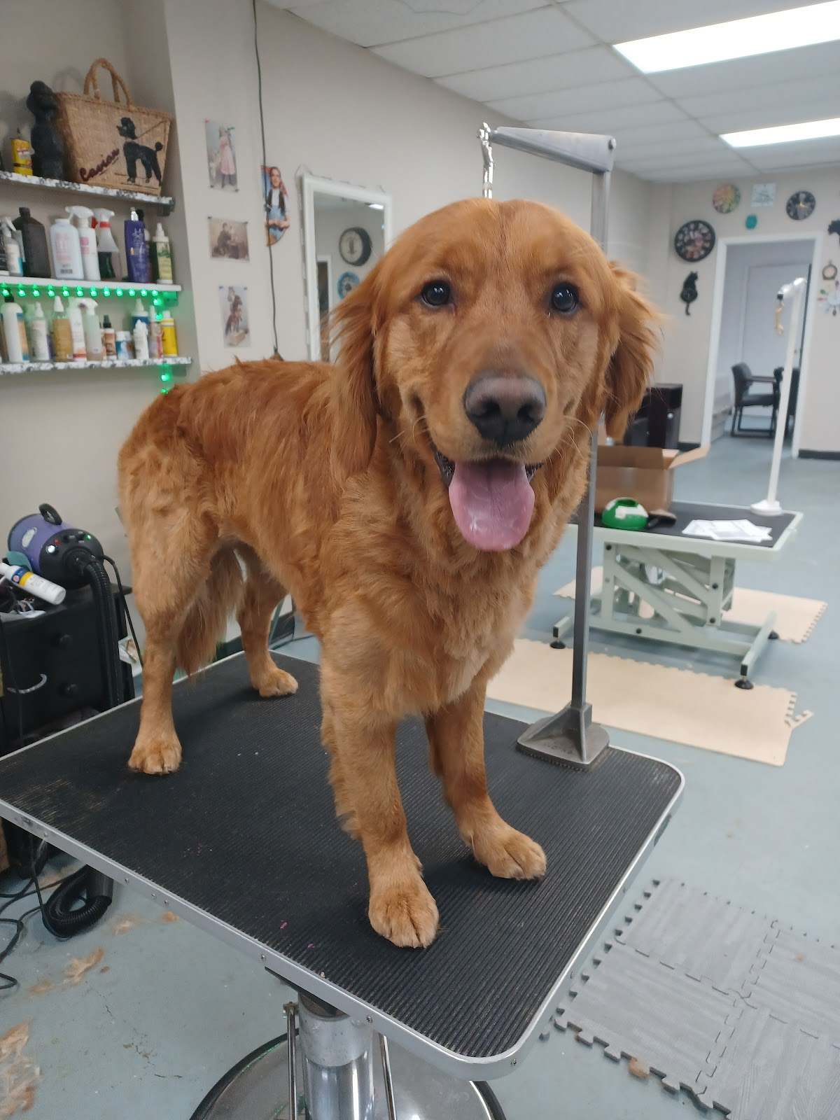 ZenPawsPetGrooming — photo 1
