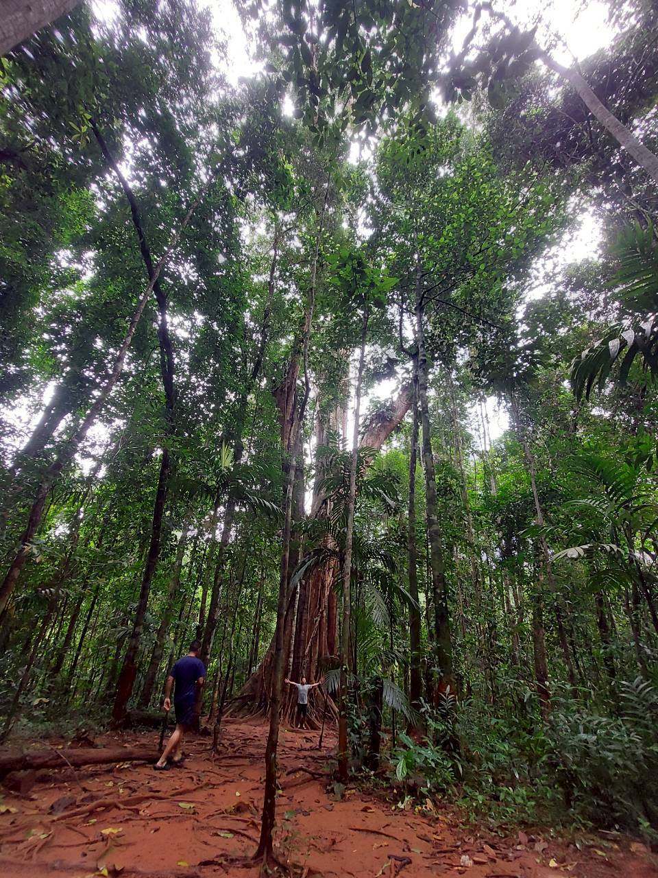 Giant Maca Tree, Koh Kood,Thailand. — photo 4