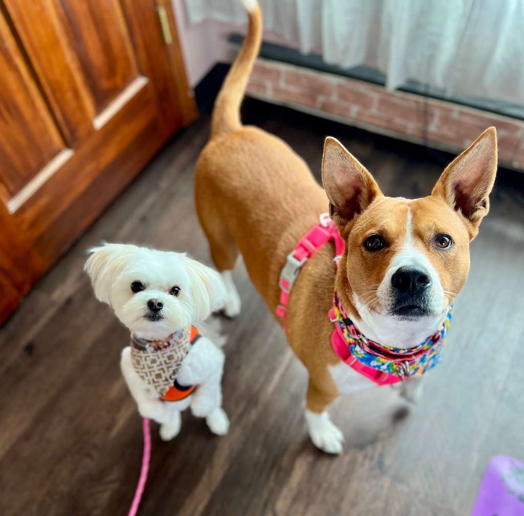 Heart & Soul Pet Grooming