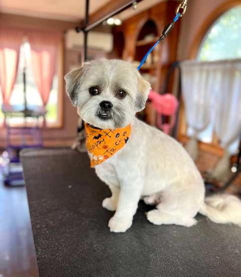 Heart & Soul Pet Grooming — photo 2