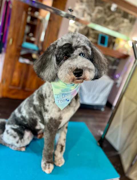 Heart & Soul Pet Grooming — photo 3
