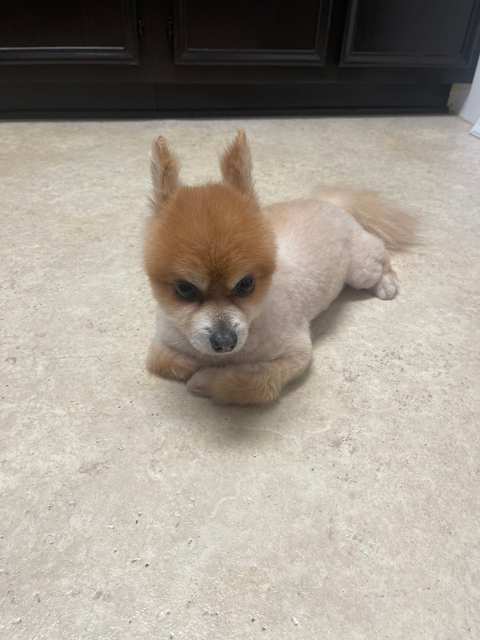 Paws and Reflect Pet Grooming — photo 3