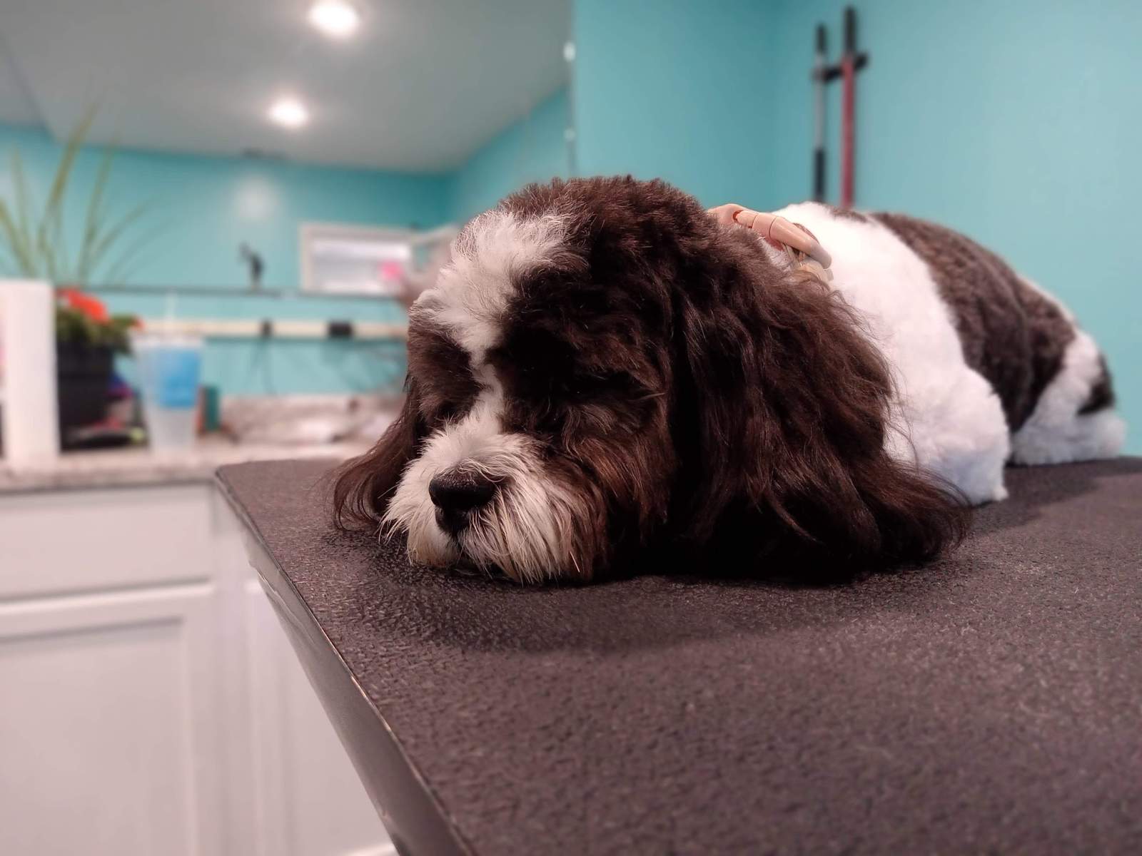 Paws and Reflect Pet Grooming — photo 4