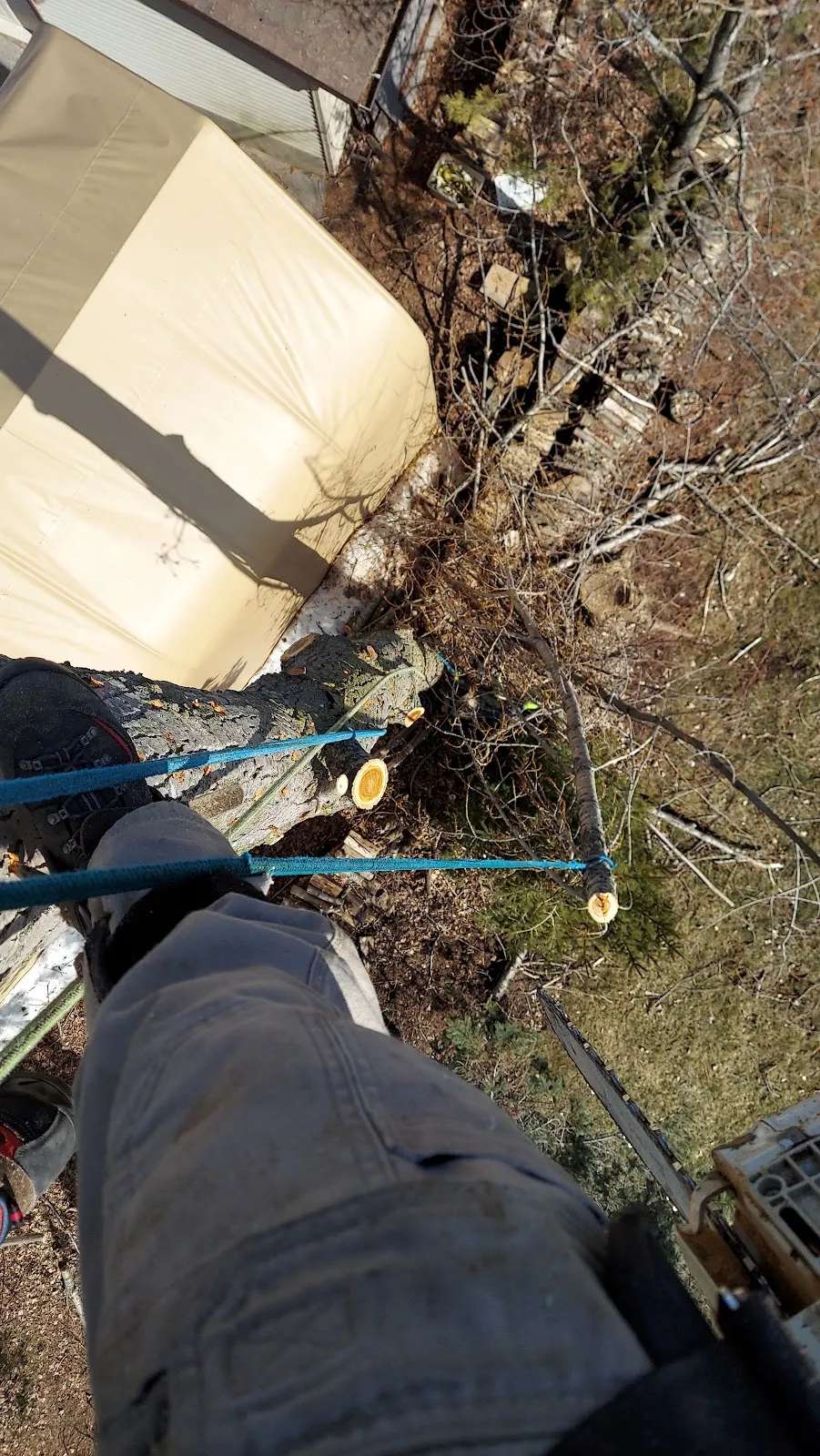 brian t kath tree removel