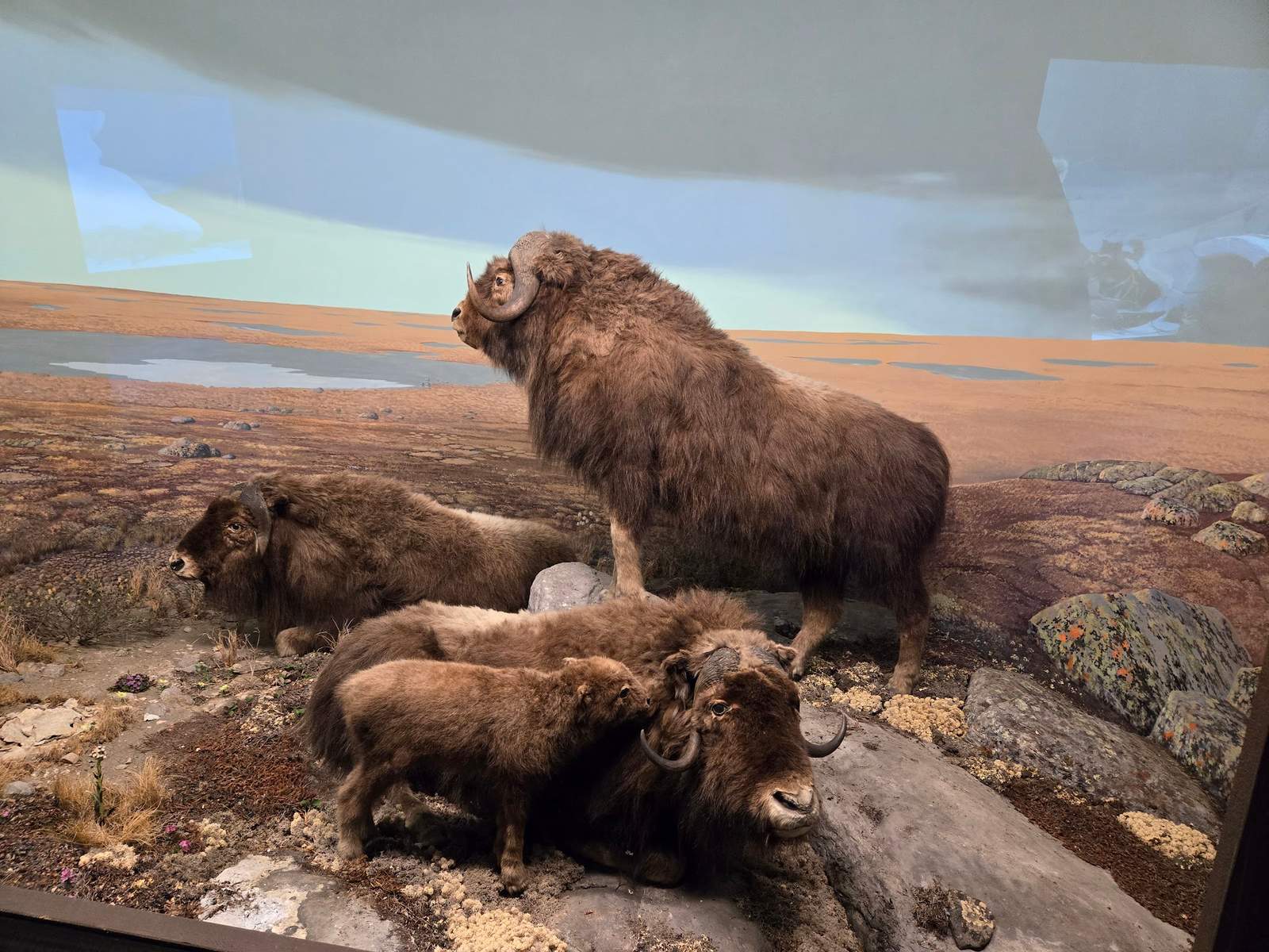 Milwaukee Public Museum — photo 4