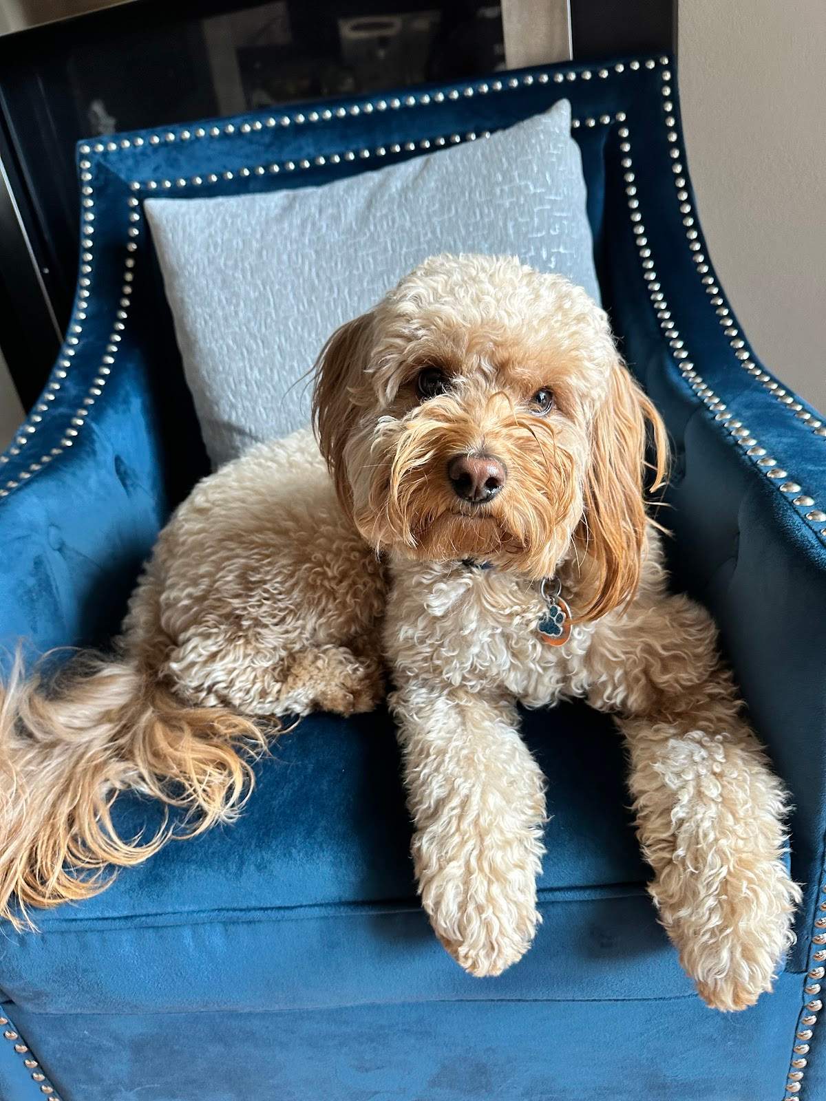 Pawsitively Purrfect Pet Grooming LLC — photo 2