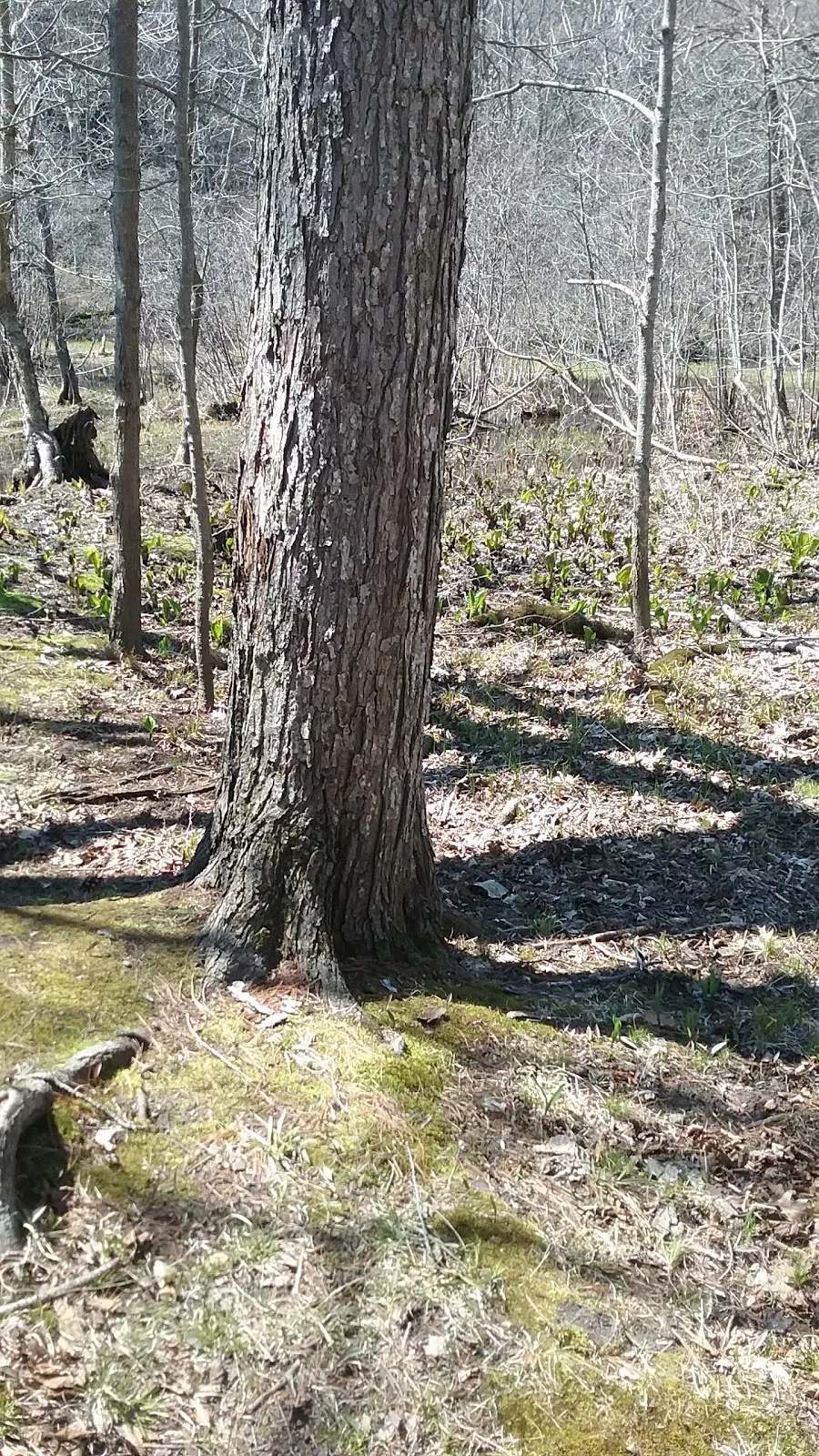 Balzer Wilderness Park — photo 2