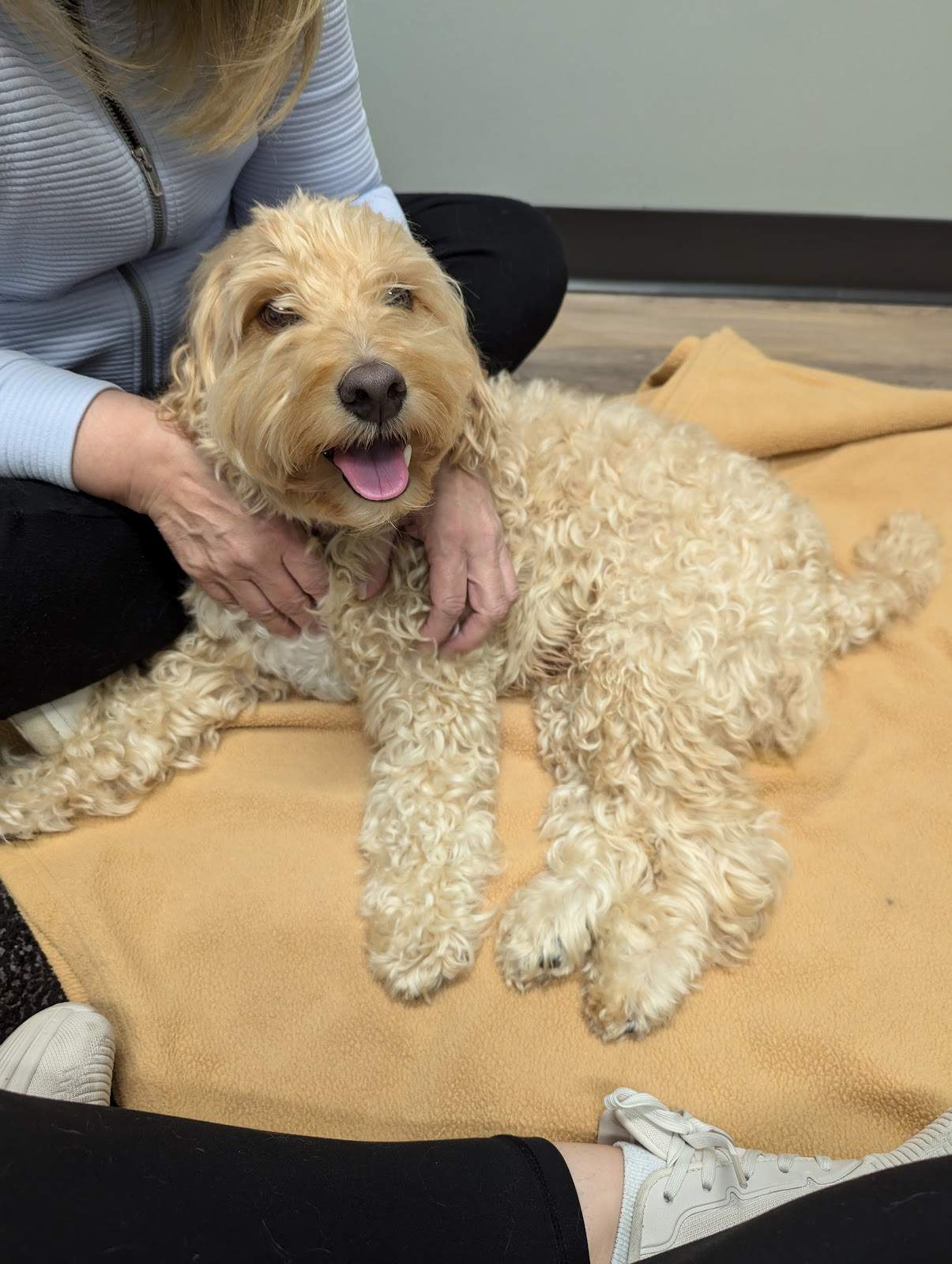Wisconsin Veterinary Neurology & Surgical Center — photo 3