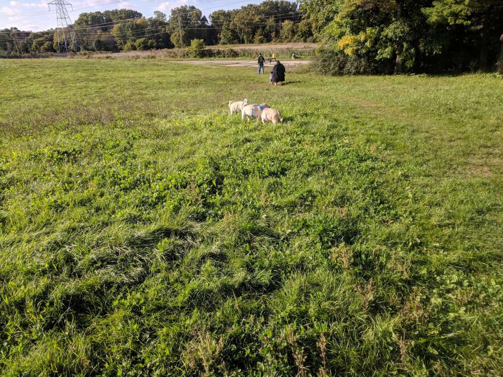 Sheboygan Dog Park