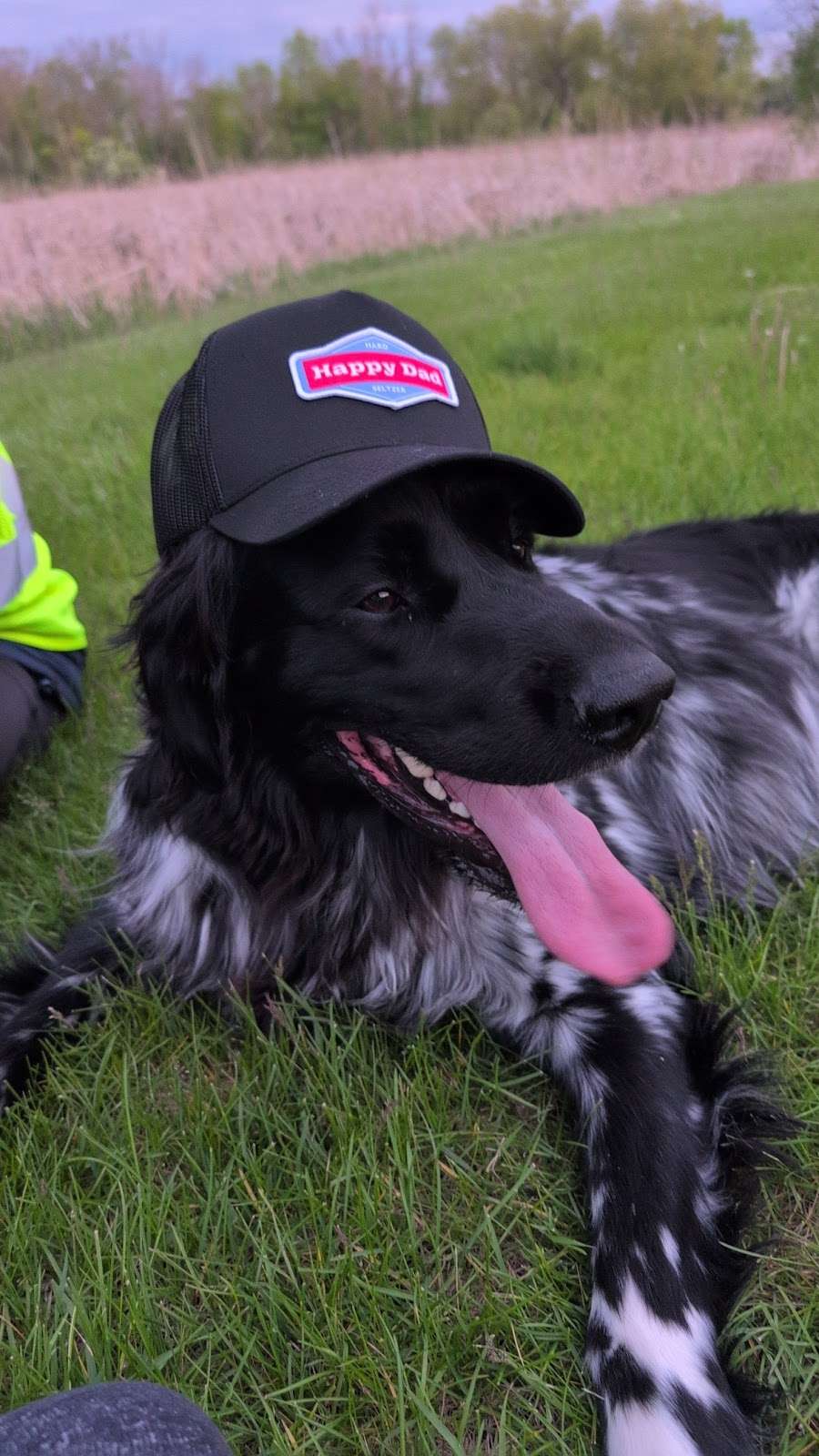 Happy Hounds LLC