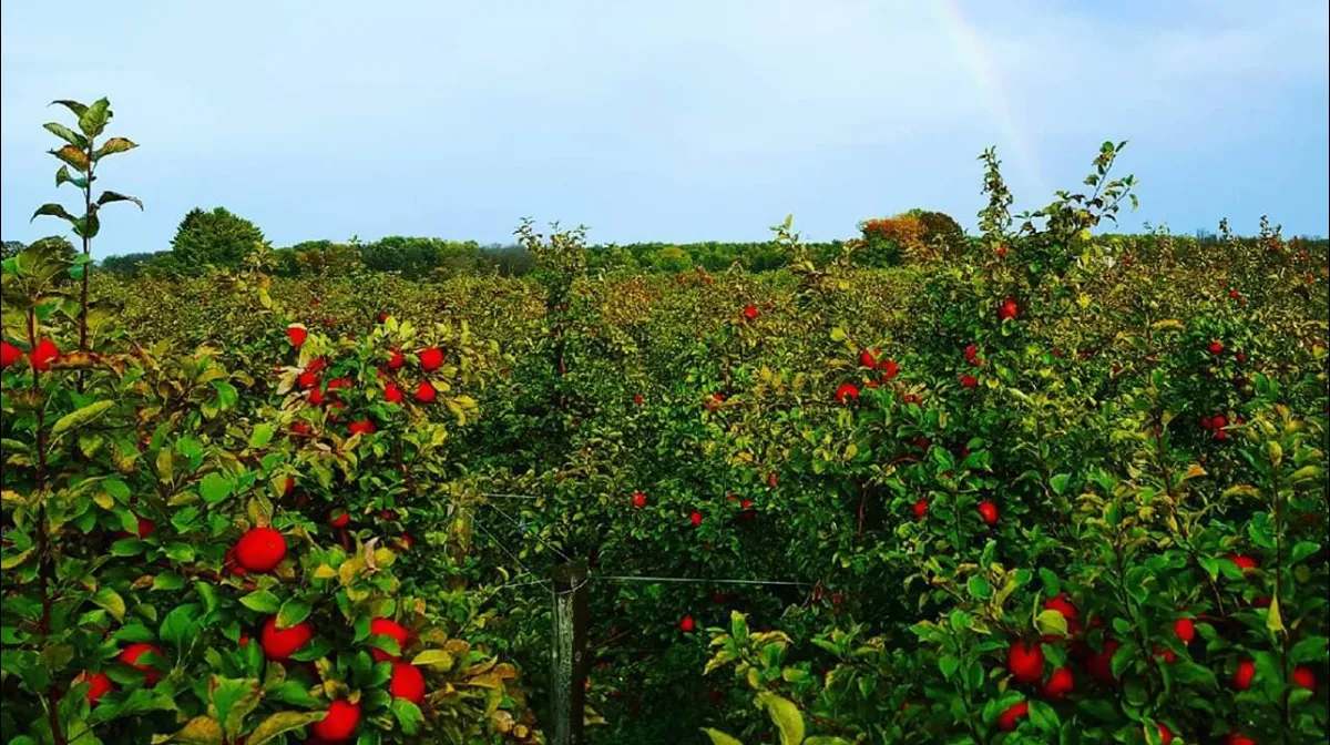 Barthel Fruit Farm — photo 1
