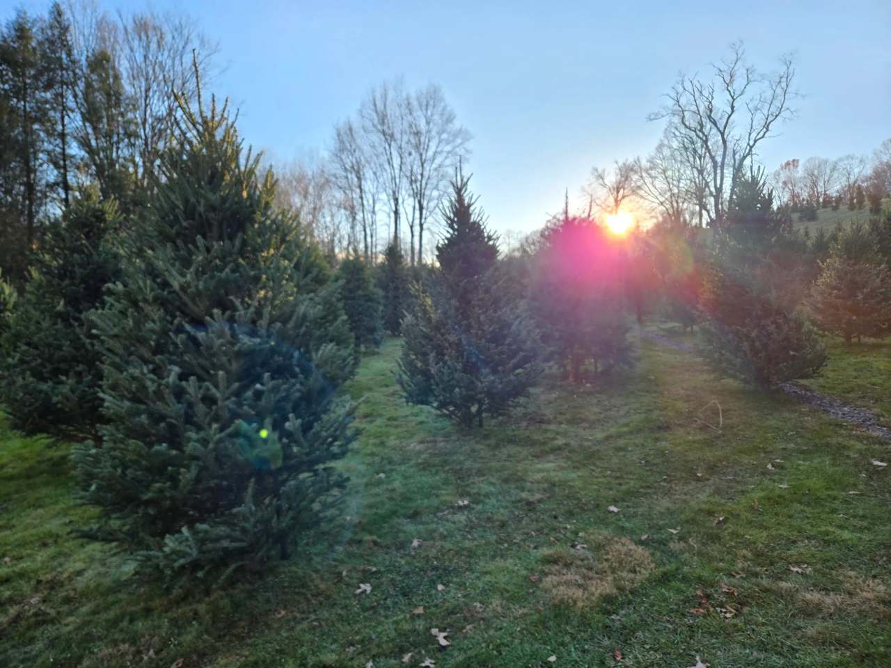 Lewis Christmas Tree Farm — photo 1