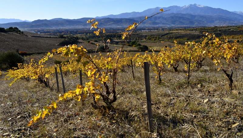 Domaine Boucabeille — photo 1