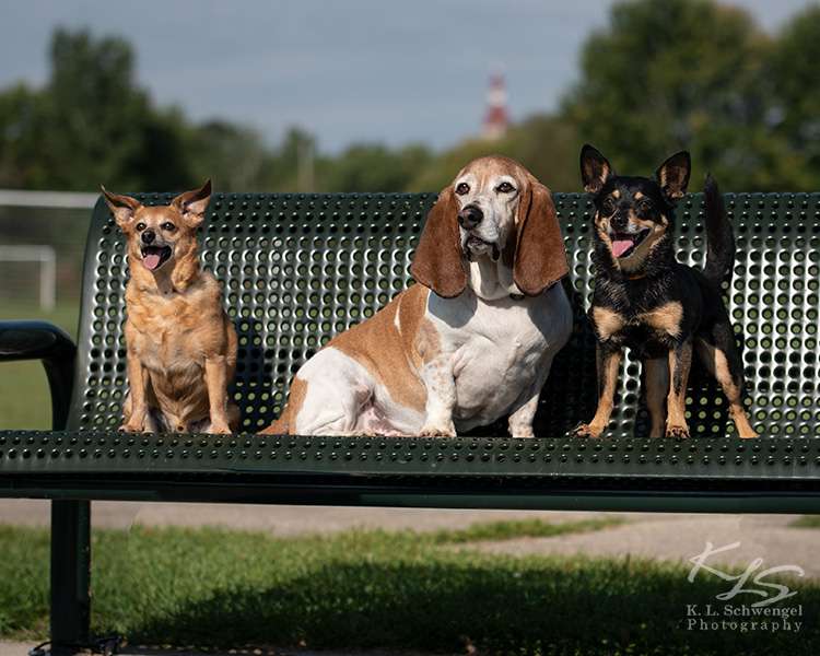 Go Over Rover Dog Training LLC