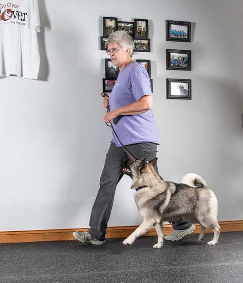 Go Over Rover Dog Training LLC — photo 5
