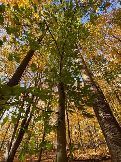 Ice Age Trail - Kewaskum Segment — photo 4