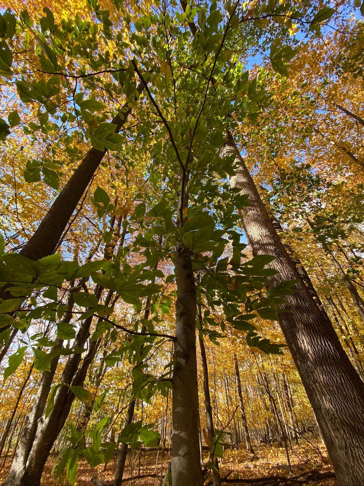 Ice Age Trail - Kewaskum Segment — photo 4