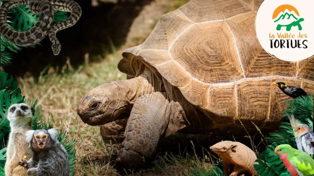 The Turtle Valley