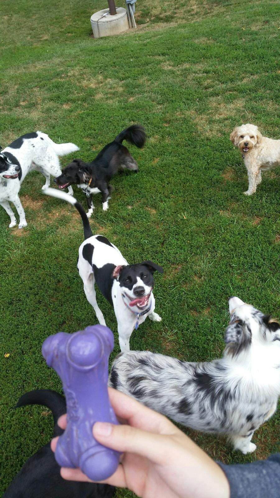 Countryaire Kennels, Inc. — photo 1