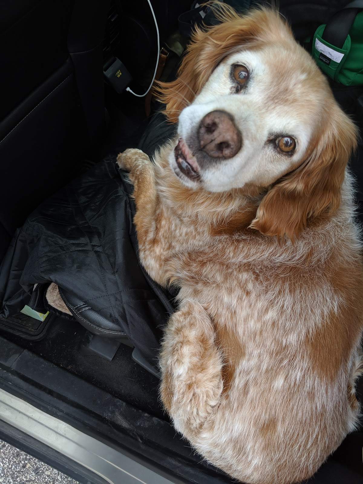 Countryaire Kennels, Inc. — photo 3