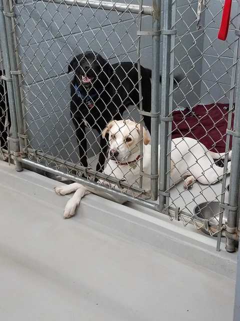 Countryaire Kennels, Inc. — photo 4