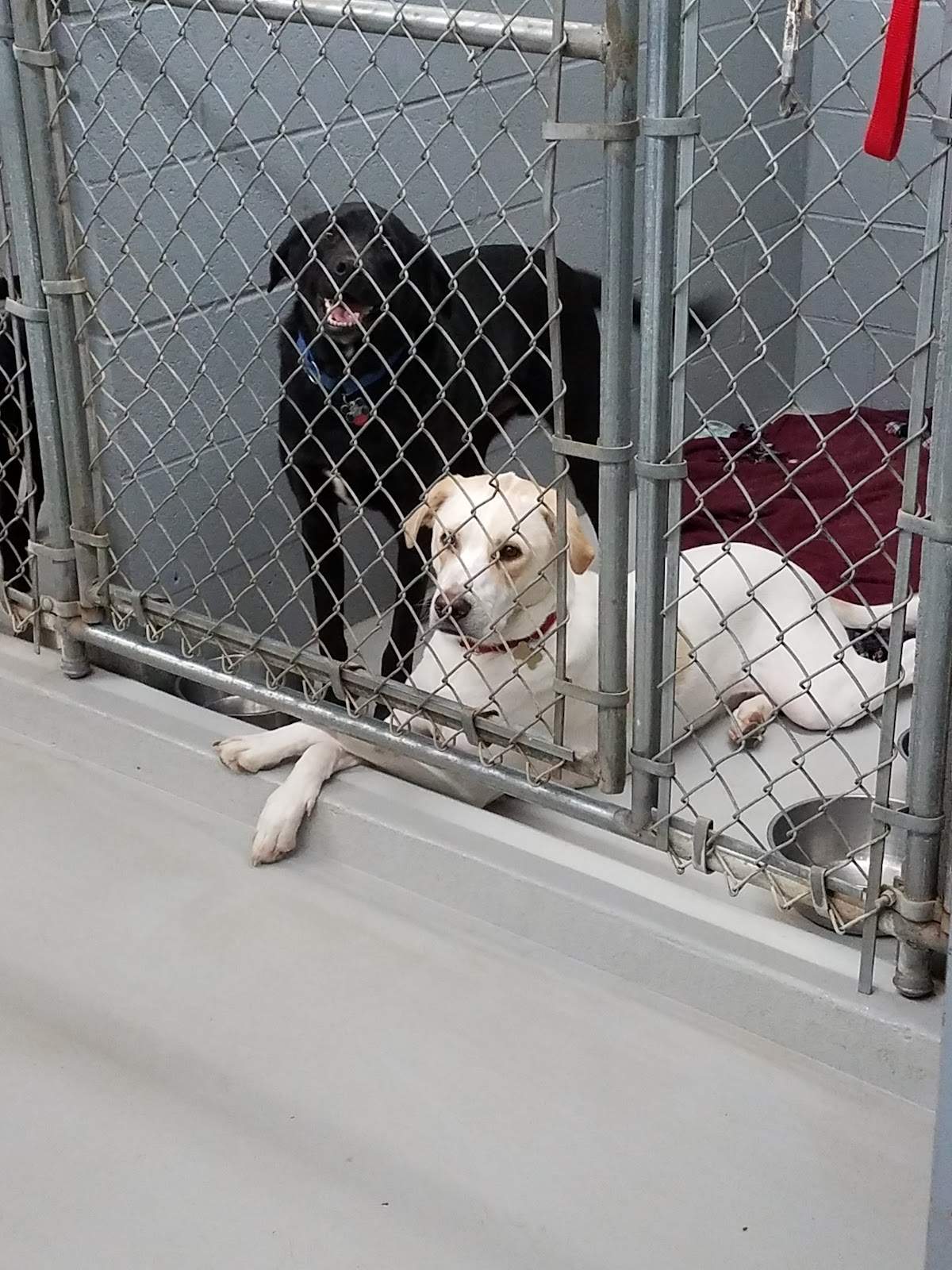 Countryaire Kennels, Inc. — photo 4