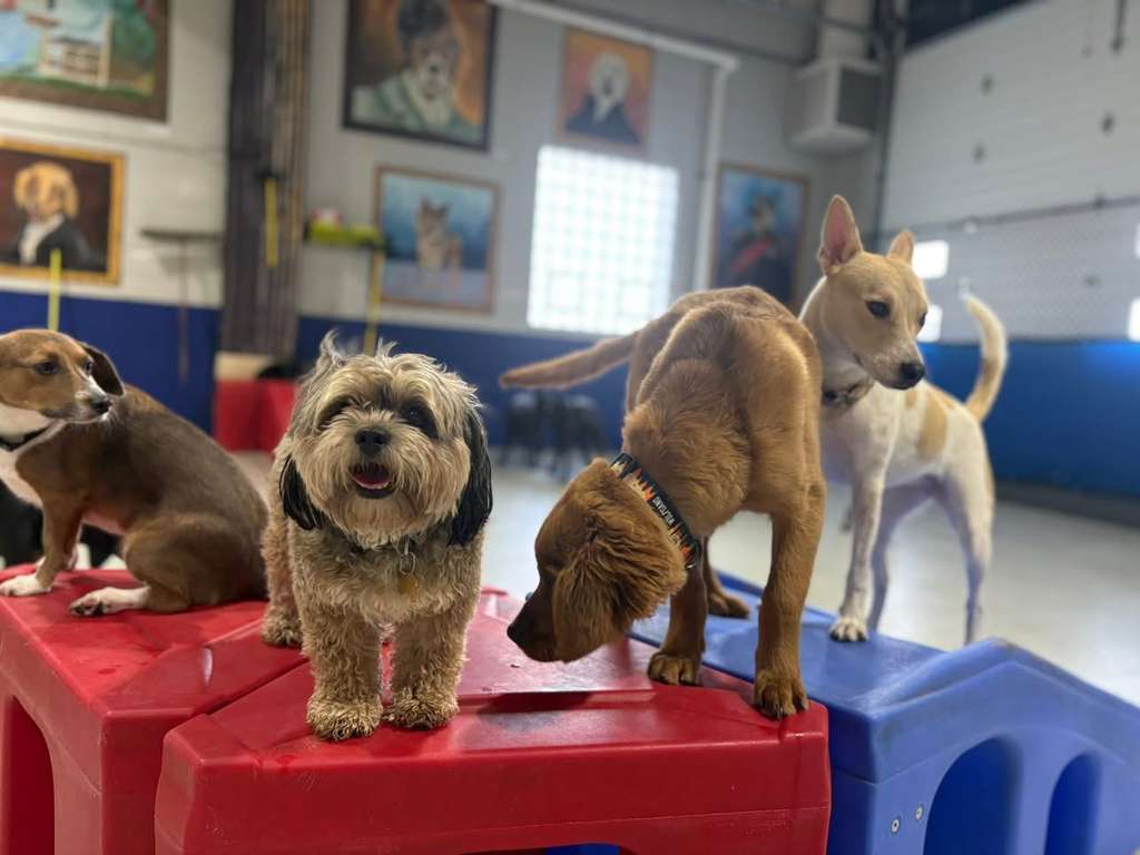 Playtime Doggy Daycare III