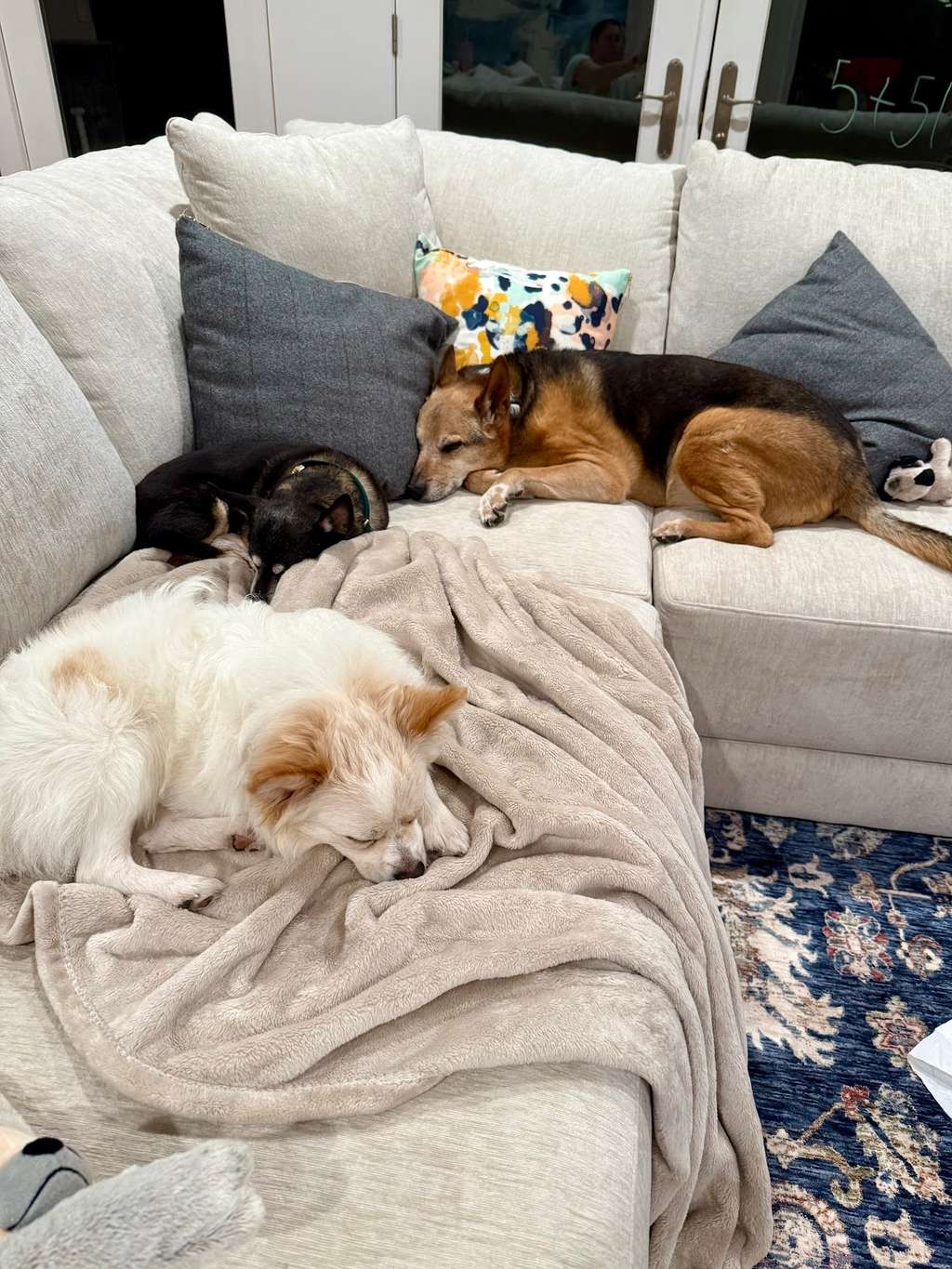 Pet Services