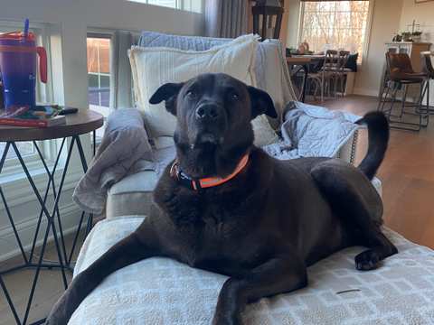 Tailwaggers911 — photo 4