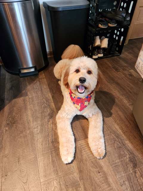 Ashley's Pampered Pets — photo 3