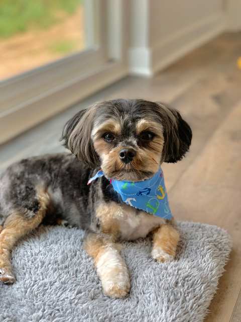 Ashley's Pampered Pets — photo 4