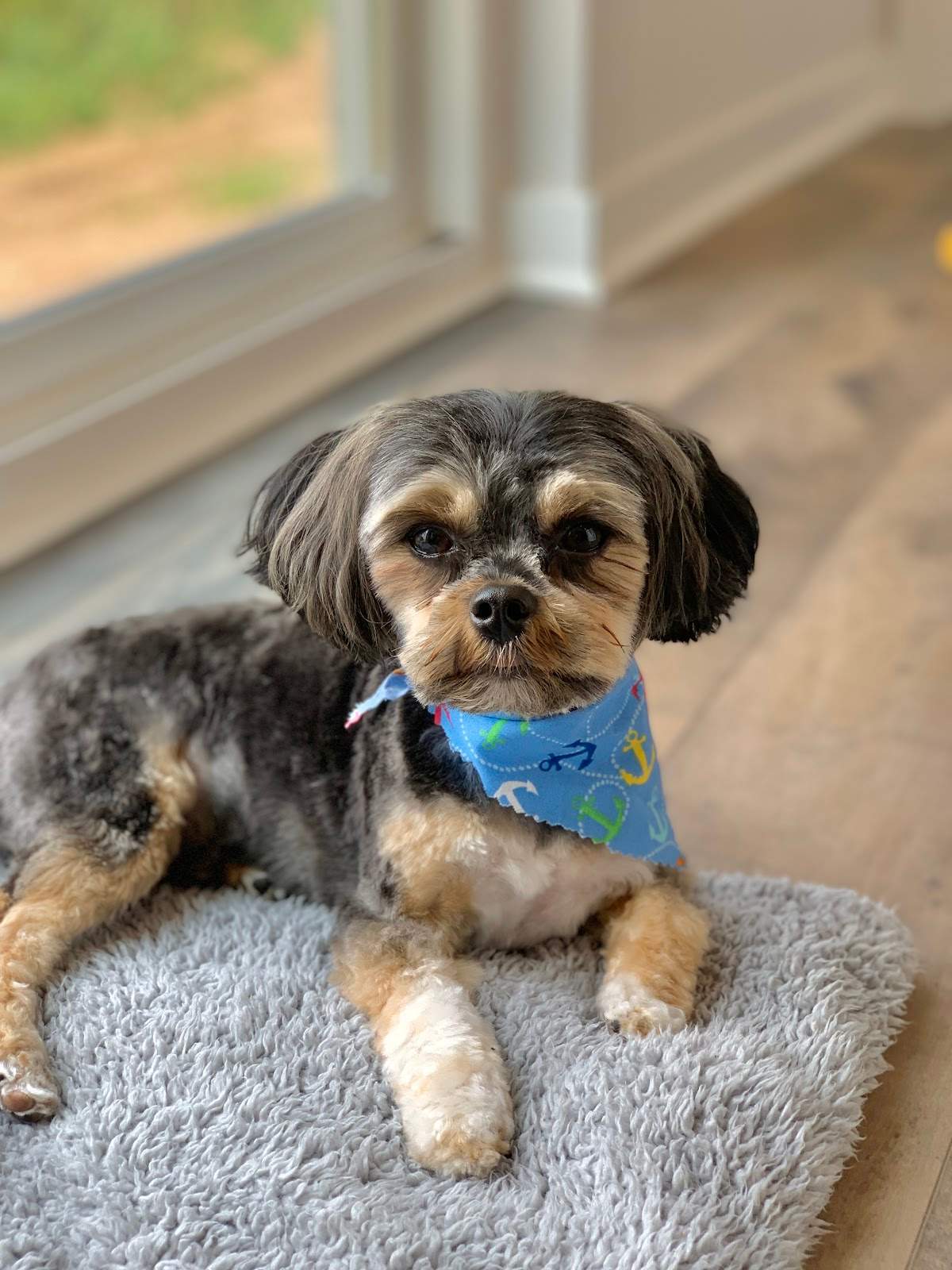 Ashley's Pampered Pets — photo 4