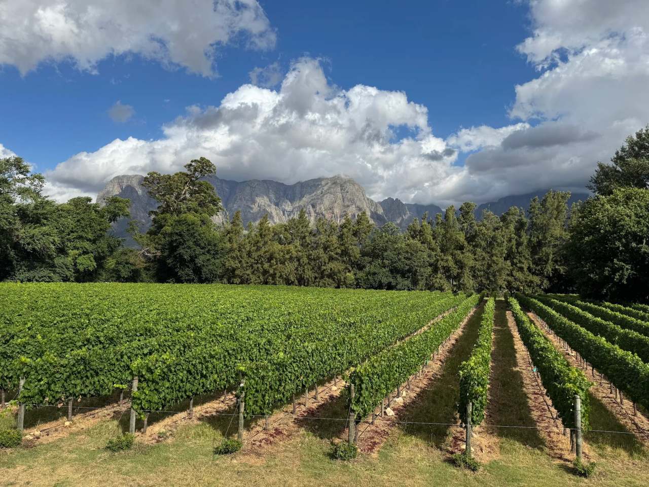Thelema Mountain Vineyards — photo 2