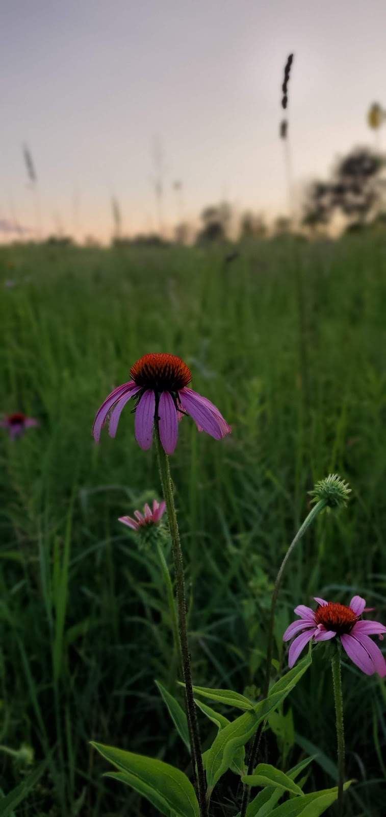 Tendick Nature Park — photo 8